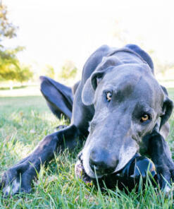 KONG Extreme 16 KONG Extreme