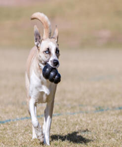 KONG Extreme 17 KONG Extreme