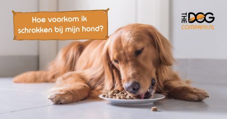 Hoe voorkom ik schrokken bij mijn hond