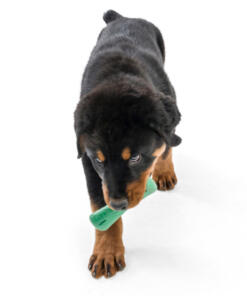 Drifty Seaflex 40 Drifty - Seaflex - West Paw