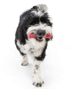 Drifty Seaflex 41 Drifty - Seaflex - West Paw