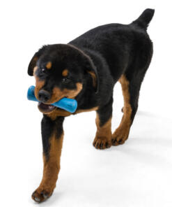 Drifty Seaflex 42 Drifty - Seaflex - West Paw