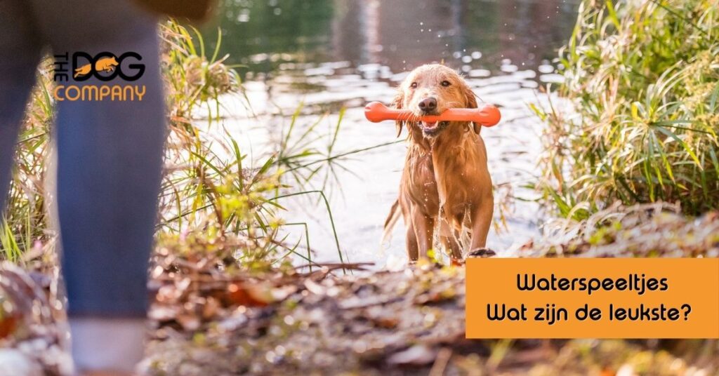 De beste waterspeeltjes voor honden