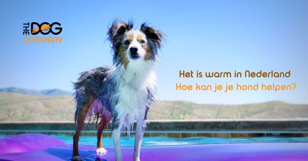 Je hond helpen met warm weer