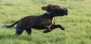 Chaser tug Schaap