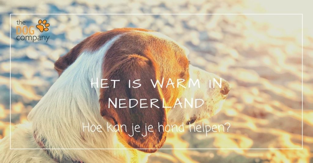 Het is warm in Nederland - hoe kan je je hond helpen?