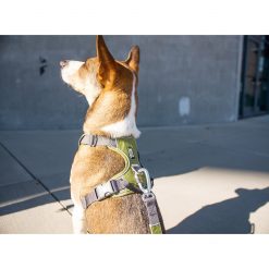 Comfort Walk Pro tuig - Dog Copenhagen - CWP-Harness-1-Outdoor-P1055151
