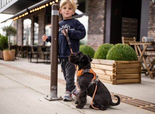 Comfort Walk Pro tuig - Dog Copenhagen - CWP-Harness-1Outdoor-P1011909V2