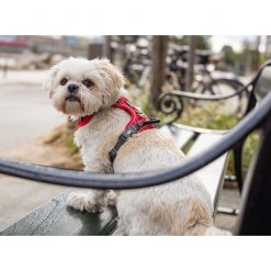 Comfort Walk Pro tuig - Dog Copenhagen - CWP-Harness-1Outdoor-P1022033