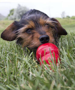 KONG Easy Treat 11 Easy Treat KONG - liver