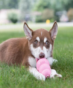 KONG Puppy