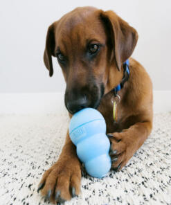 KONG Puppy 12 KONG Puppy