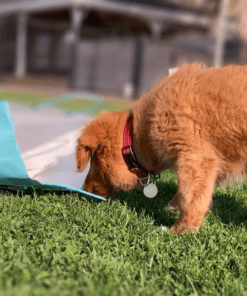 Gratis Puppypakket (enkel afhalen) 7 Gratis Puppypakket