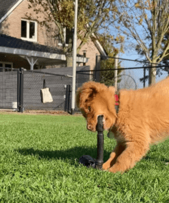 Gratis Puppypakket (enkel afhalen) 8 Gratis Puppypakket