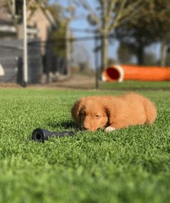 Gratis Puppypakket (enkel afhalen) 9 Gratis Puppypakket