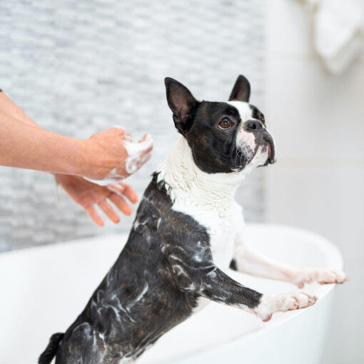 Honden Shampoo Bar