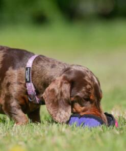 Clam 22 Clam - Tug-E-Nuff