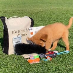 Puppypakket voor de hondenschool