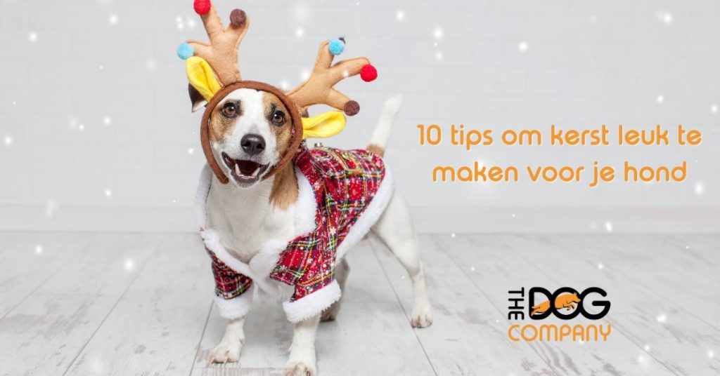 10 tips kerst om kerst leuk te maken voor je hond