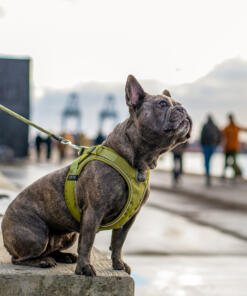 Comfort Walk Go tuig 26 Comfort Walk Go tuig