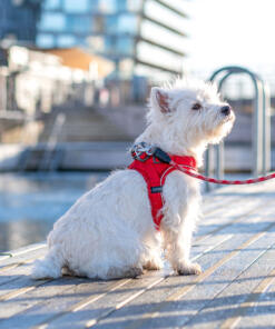 Comfort Walk Go tuig 27 Comfort Walk Go tuig