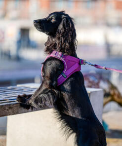 Comfort Walk Go tuig 28 Comfort Walk Go tuig