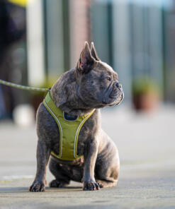 Comfort Walk Go tuig 29 Comfort Walk Go tuig