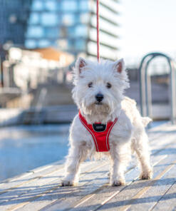 Comfort Walk Go tuig 30 Comfort Walk Go tuig