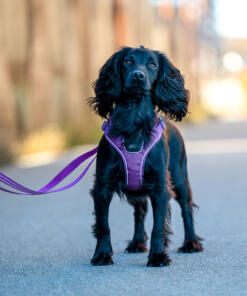 Comfort Walk Go tuig 31 Comfort Walk Go tuig