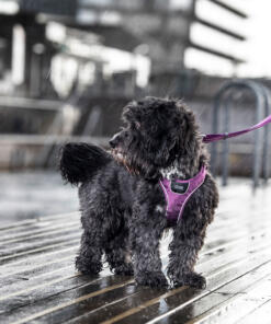 Comfort Walk Go tuig 32 Comfort Walk Go tuig