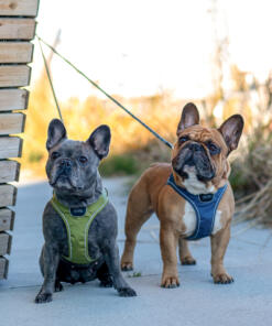 Comfort Walk Go tuig 33 Comfort Walk Go tuig