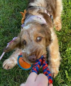 Pocket PowerBall Bungee 15 Pocket Powerball Bungee