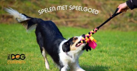 Spelen met honden speelgoed