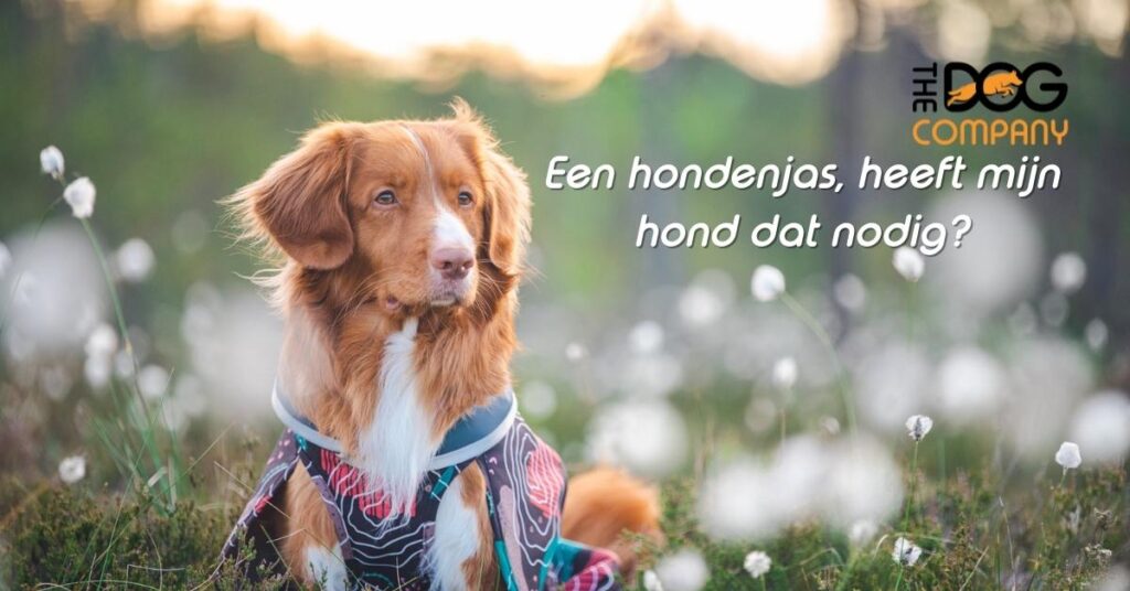 Een hondenjas heeft mijn hond dat nodig?