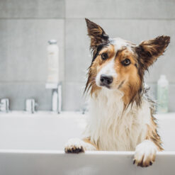 Honden Shampoo & Conditioner