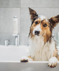 Honden Shampoo & Conditioner