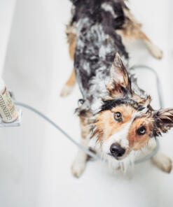 Honden Shampoo & Conditioner 9 Honden Shampoo & Conditioner