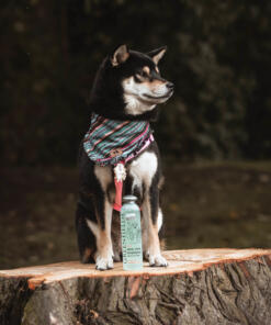 Hondenshampoo Aloe Vera