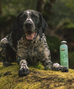 Hondenshampoo Aloë Vera 12 Hondenshampoo Aloe Vera