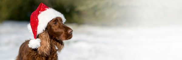 Homepage The Dog Company 5 Banner kerst The Dog Company