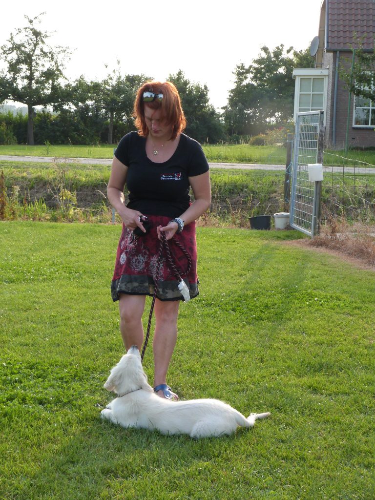 Hondentraining The Dog Company