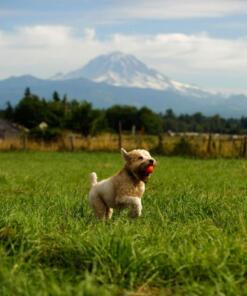 Chuckit Ultra Ball 2-pack 19 Chuckit Ultra Ball 2-pack - Chuckit - Bal voor hond 2 stuks