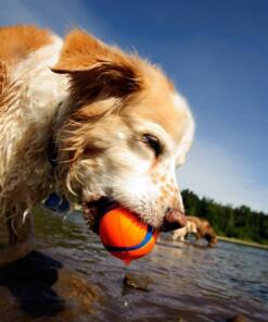 Chuckit Ultra Ball 2-pack 18 Chuckit Ultra Ball 2-pack - Chuckit - Bal voor hond 2 stuks