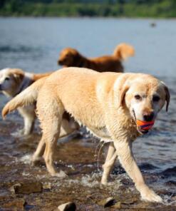 Chuckit Ultra Ball 2-pack 17 Chuckit Ultra Ball 2-pack - Chuckit - Bal voor hond 2 stuks