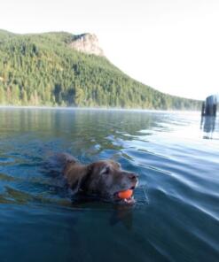 Chuckit Ultra Ball 2-pack 16 Chuckit Ultra Ball 2-pack - Chuckit - Bal voor hond 2 stuks