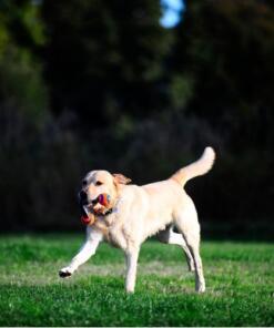 Chuckit Ultra Duo Tug - Chuckit - Dubbele bal met touw voor hond