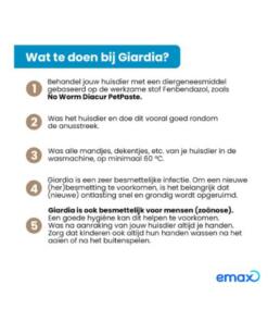 No Worm Diacur Giardiatest 10 No Worm Diacur Giardiatest