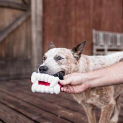 Barkeys BIte P.L.A.Y. Halloween speelgoed voor de hond Westway Studio PLAY 091819 122 scaled