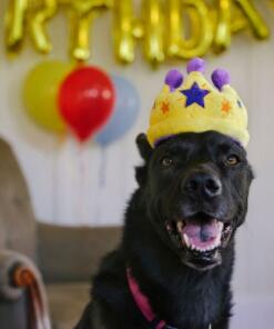 Canine Crown 15 Canine Crown