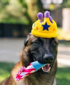 Canine Crown 14 Canine Crown